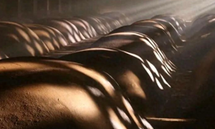 国博唯一“活文物”的家：以遗产之姿守窖泥匠心